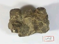 藏品(脊椎一個)的圖片